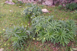 Image of Helleborus bocconei subsp. siculus (Schiffner) Merxm. & Podl.