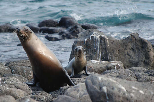 Image of Galapagos Sea Lion