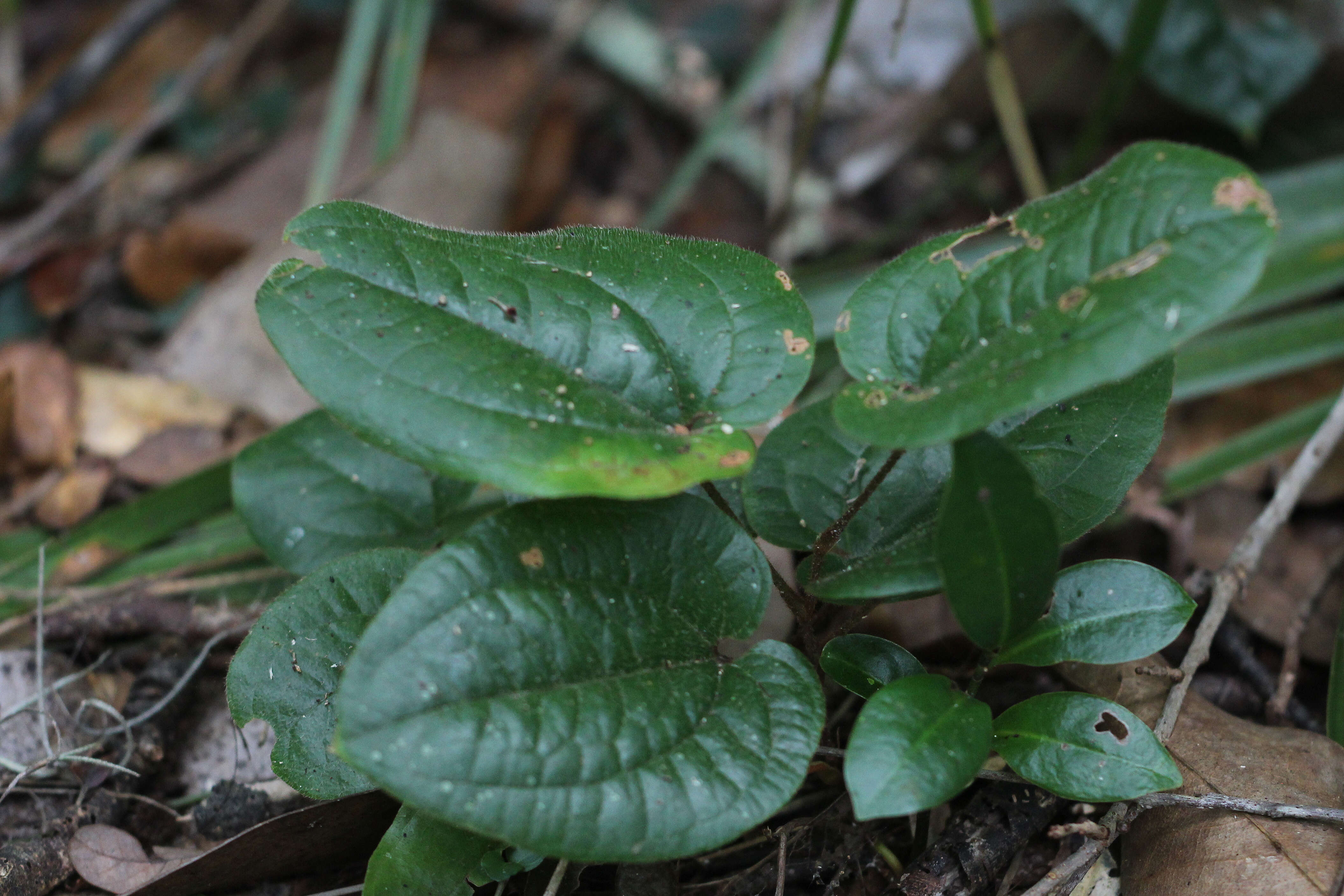 Image of Sarsparilla-Vine