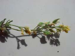 Image of globefruit draba