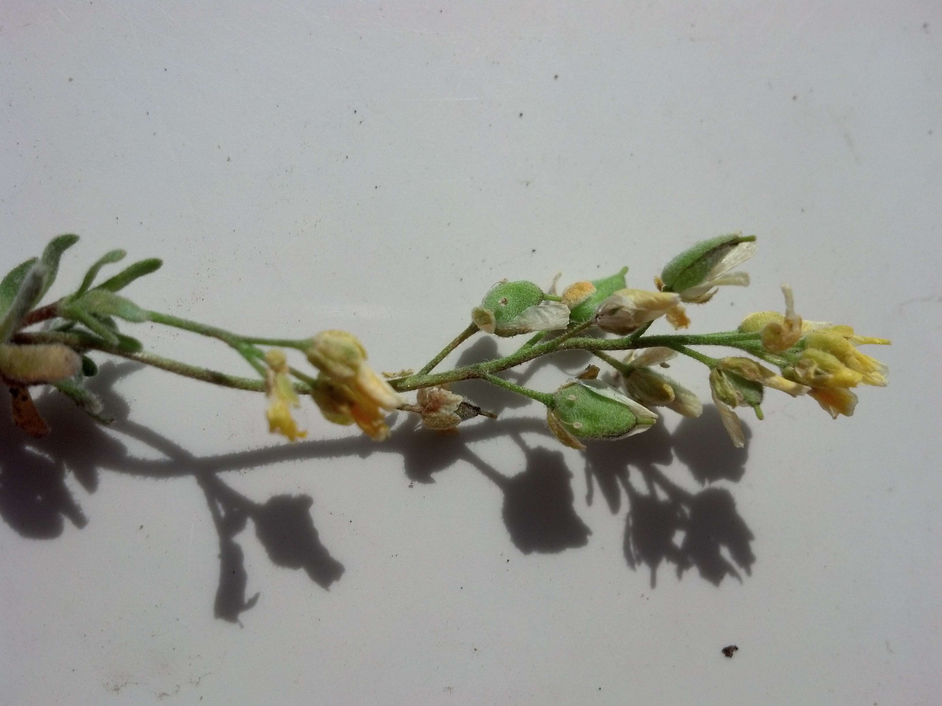 Image of globefruit draba