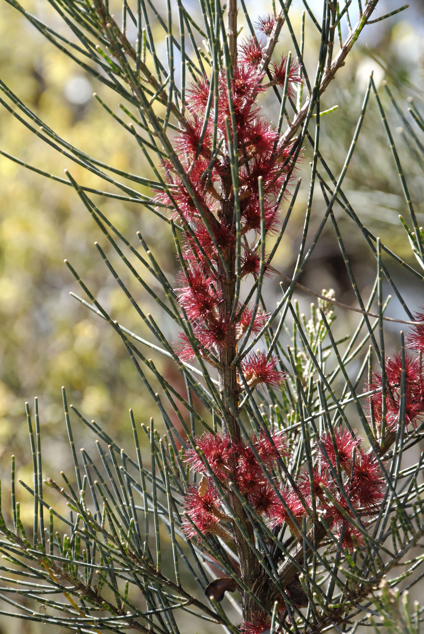 Image of Allocasuarina grampiana L. A. S. Johnson