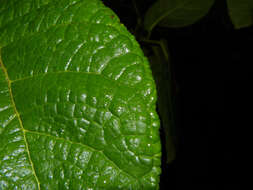 Ficus matiziana Dugand的圖片
