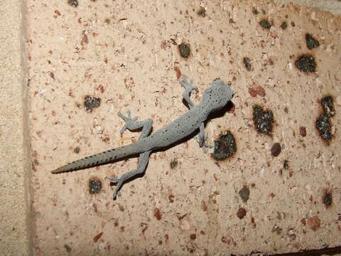 Image of spiny-tailed geckos