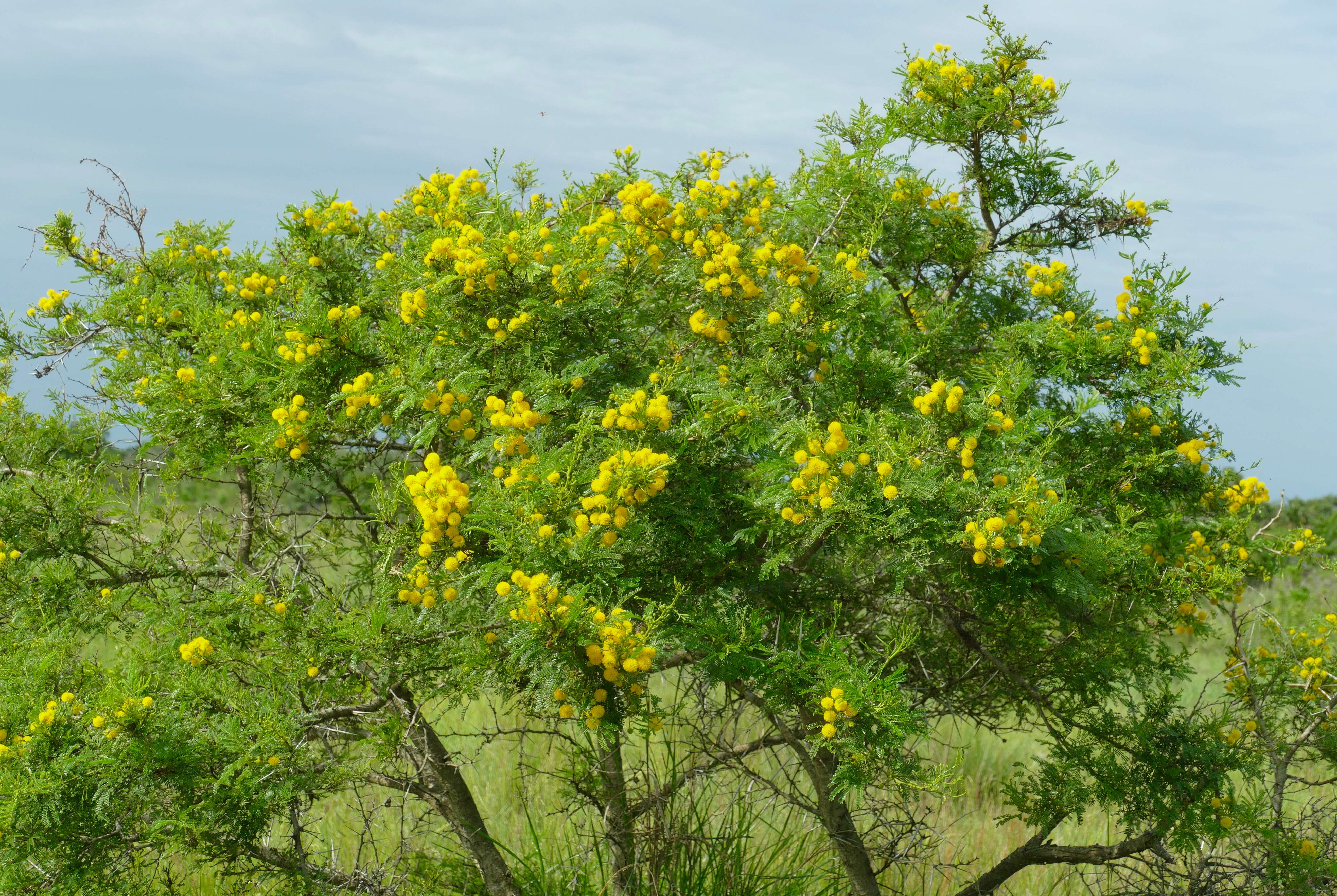 Sivun Vachellia kosiensis (P. P. Sw. ex Coates Palgr.) Kyal. & Boatwr. kuva