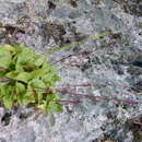 Image of chalk crepidium