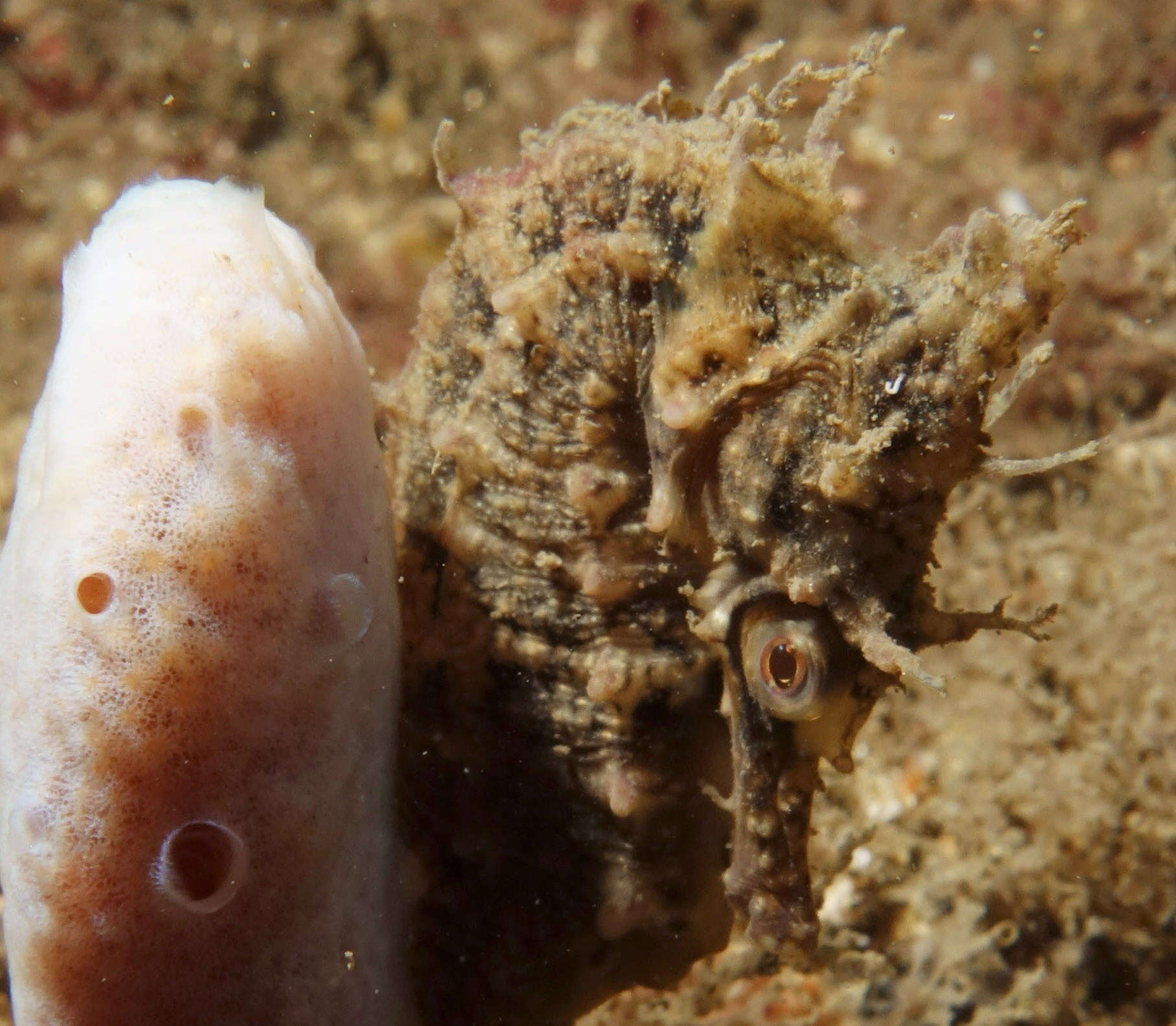 Image of seahorses