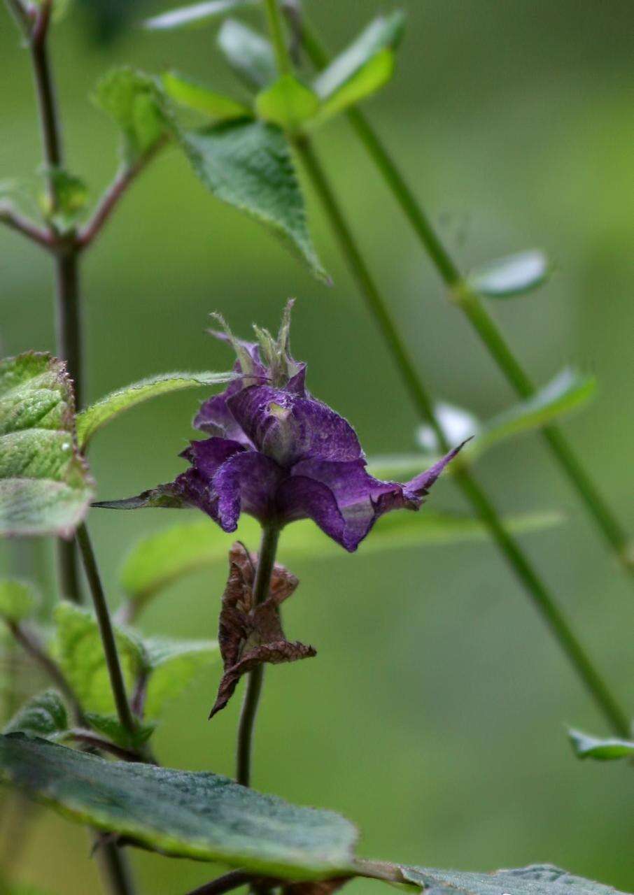 Image de Salvia mocinoi Benth.