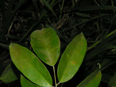 Image of pterocarpus