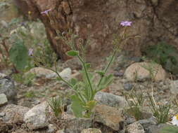 Image of rock gilia