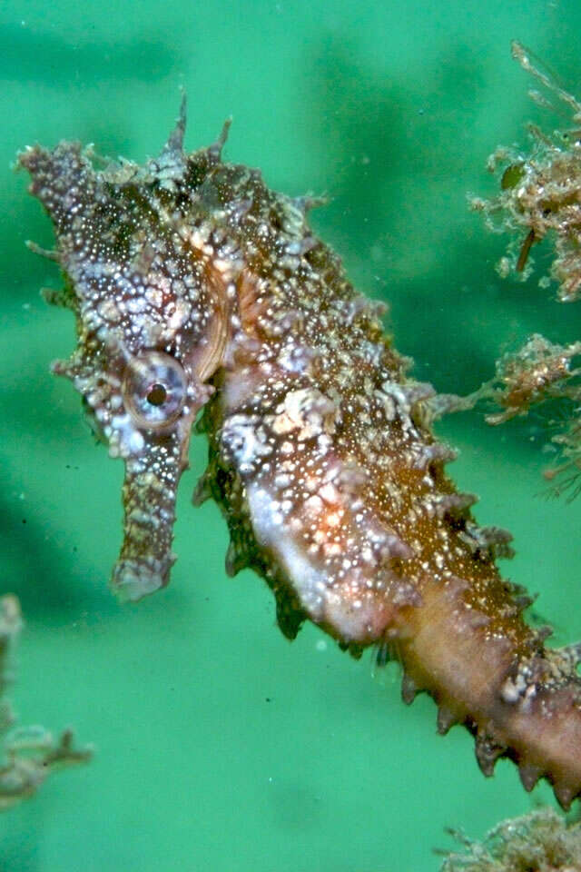 Image of seahorses