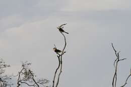 Image of Malabar Pied Hornbill