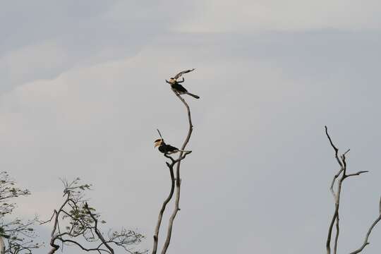 Image of Malabar Pied Hornbill