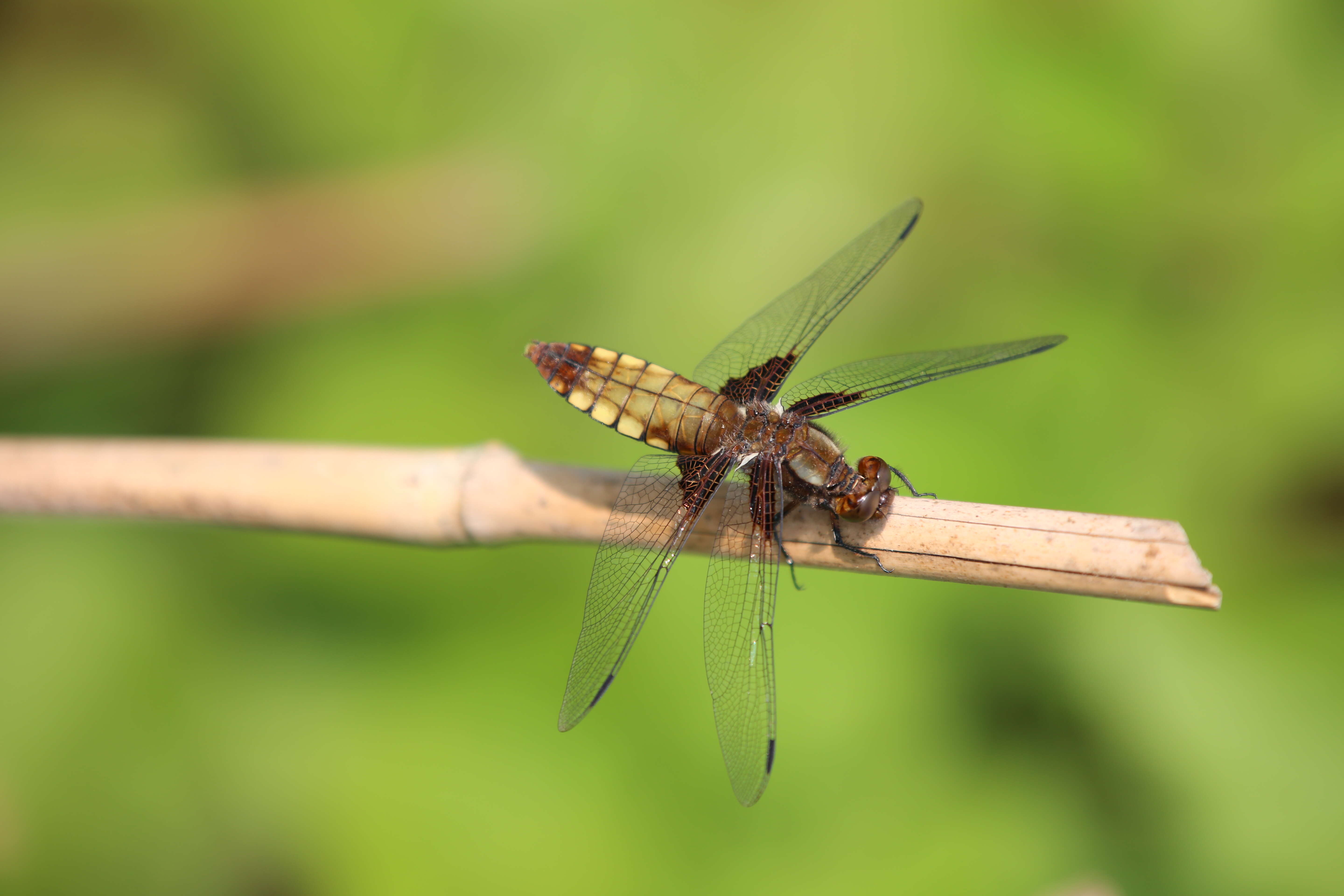 Image of skimmers