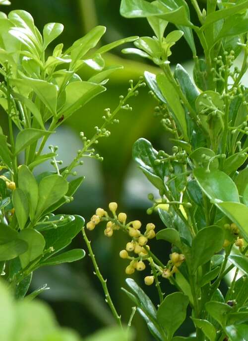 Image of Chinese perfume tree