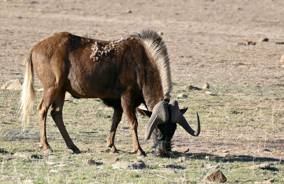 Image of Black Wildebeest