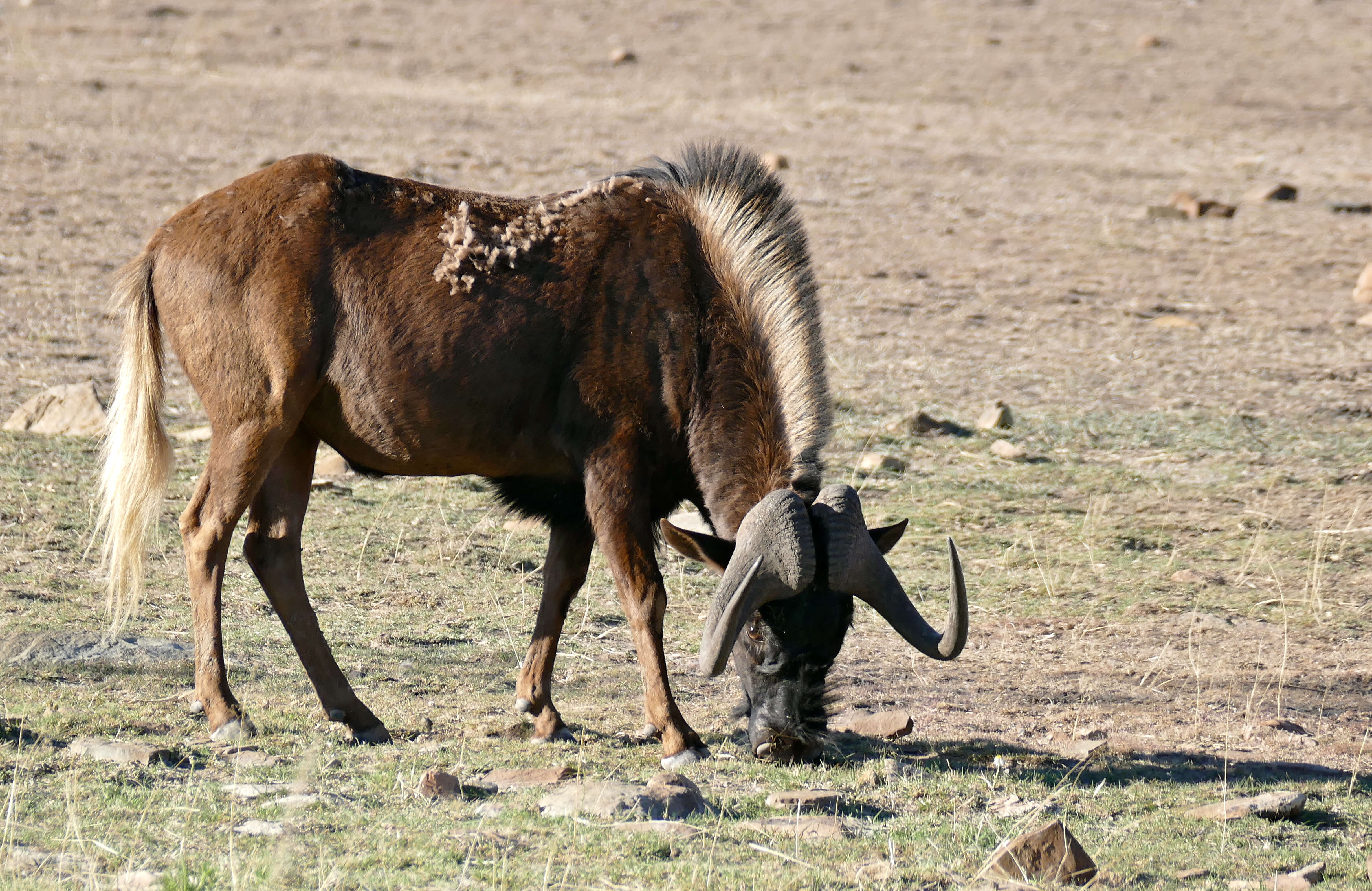 Image of wildebeest