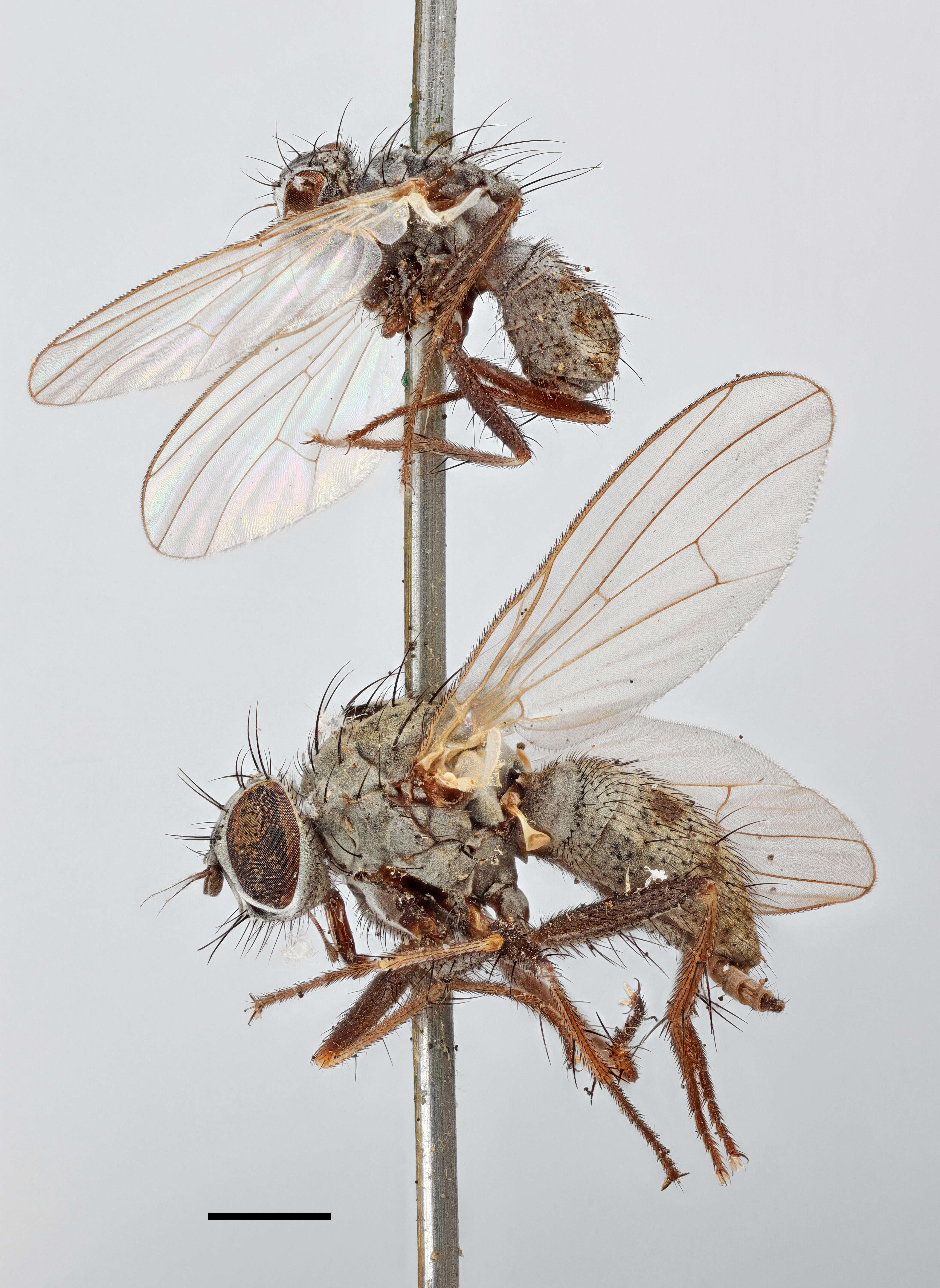 Image of Tiger Flies