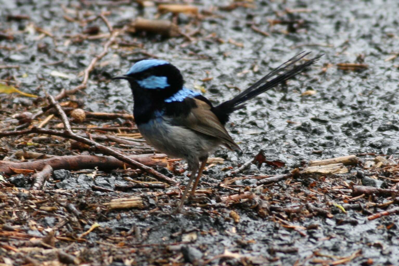 Image of fairywrens and relatives