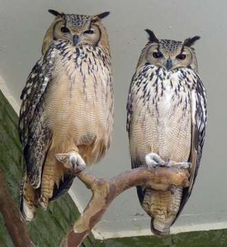 Image of Indian Eagle-Owl