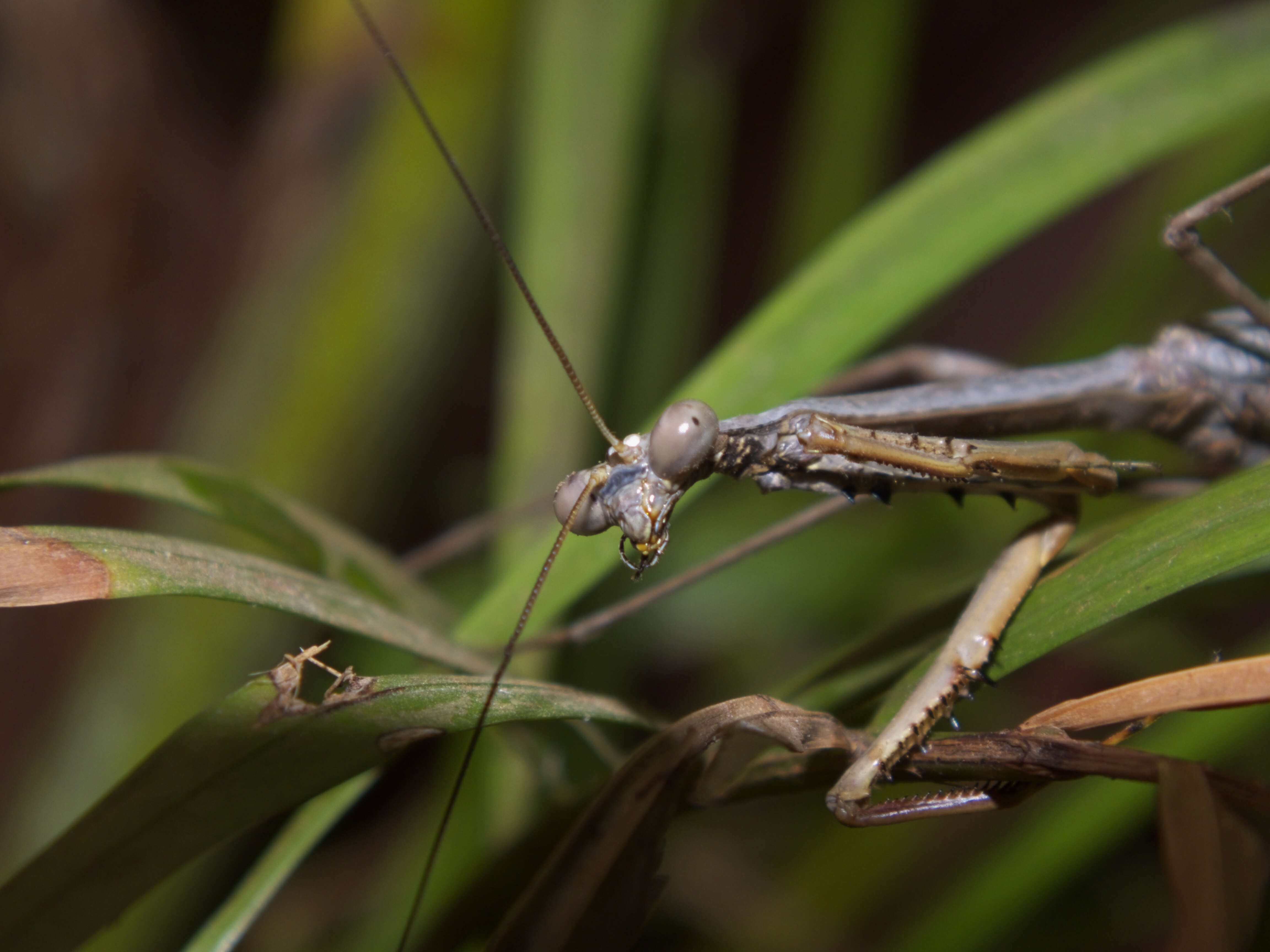 Image of Archimantis