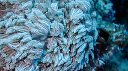 Image of Pom Pom Xenias