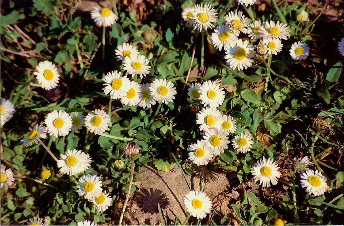 Image of Daisy