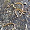 Image of Spotted snake millipede