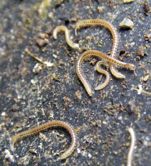 Image of Spotted snake millipede