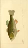 Image of American Black Bass