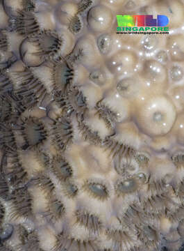 Image of zoanthids