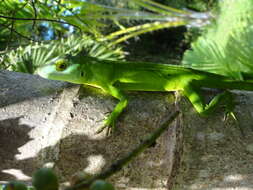 Image of Cuvier's Anole