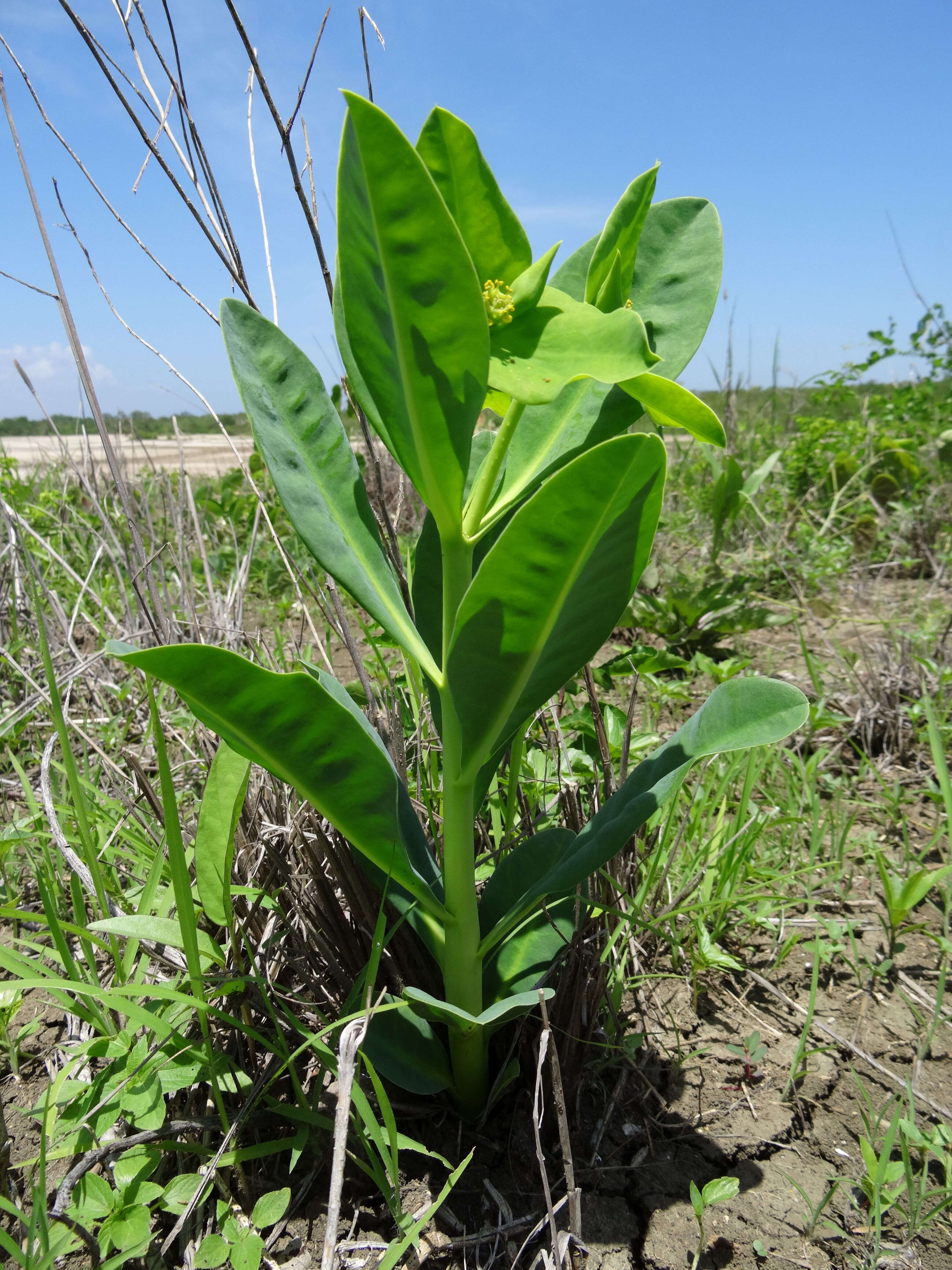 Sivun Euphorbia platycephala Pax kuva