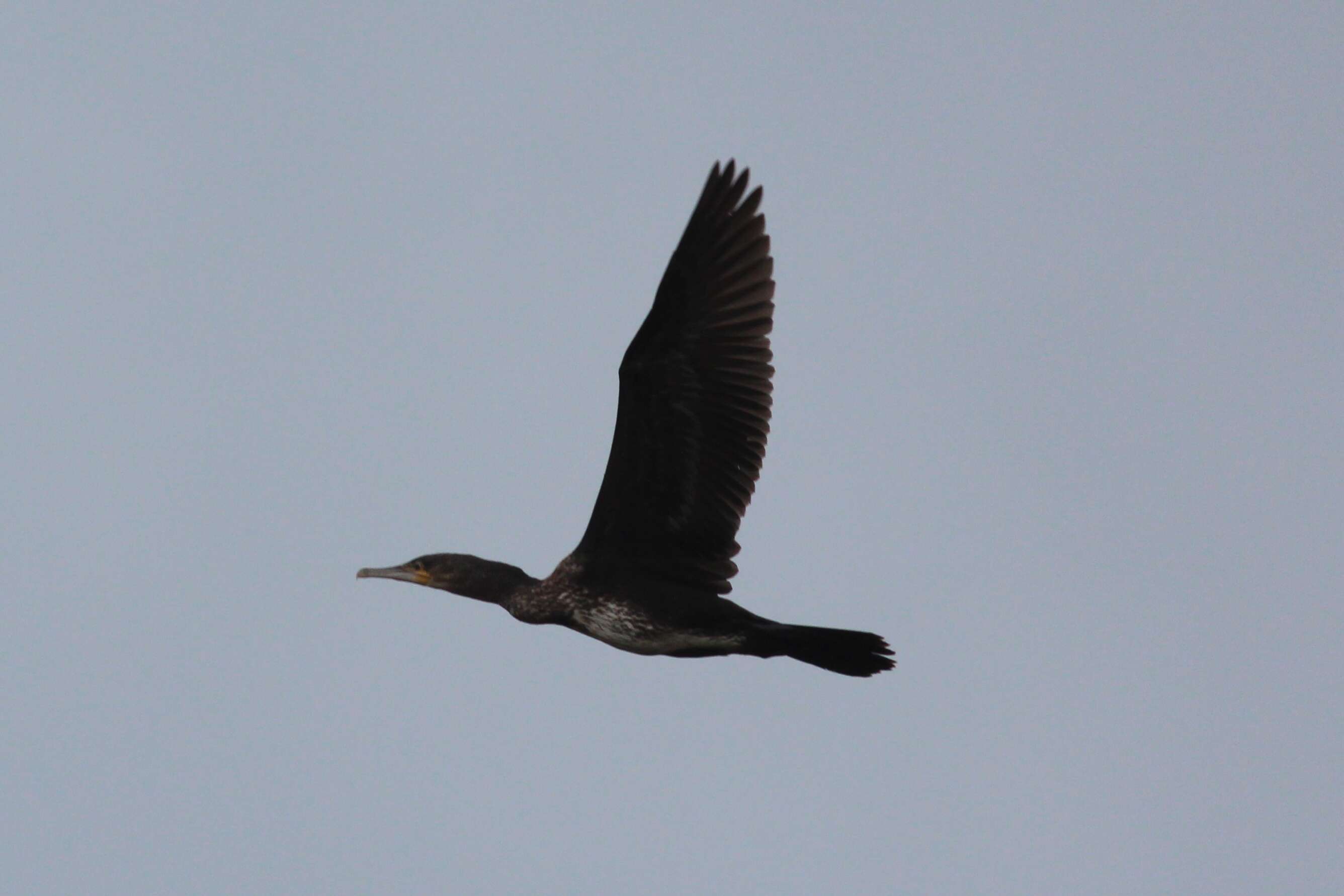 Image of Black Shag