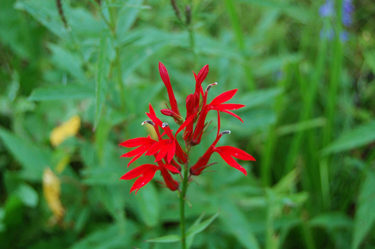 Image of lobelia