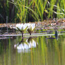 Image of Nymphaea