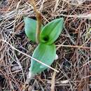 Image of Ophrys lupercalis