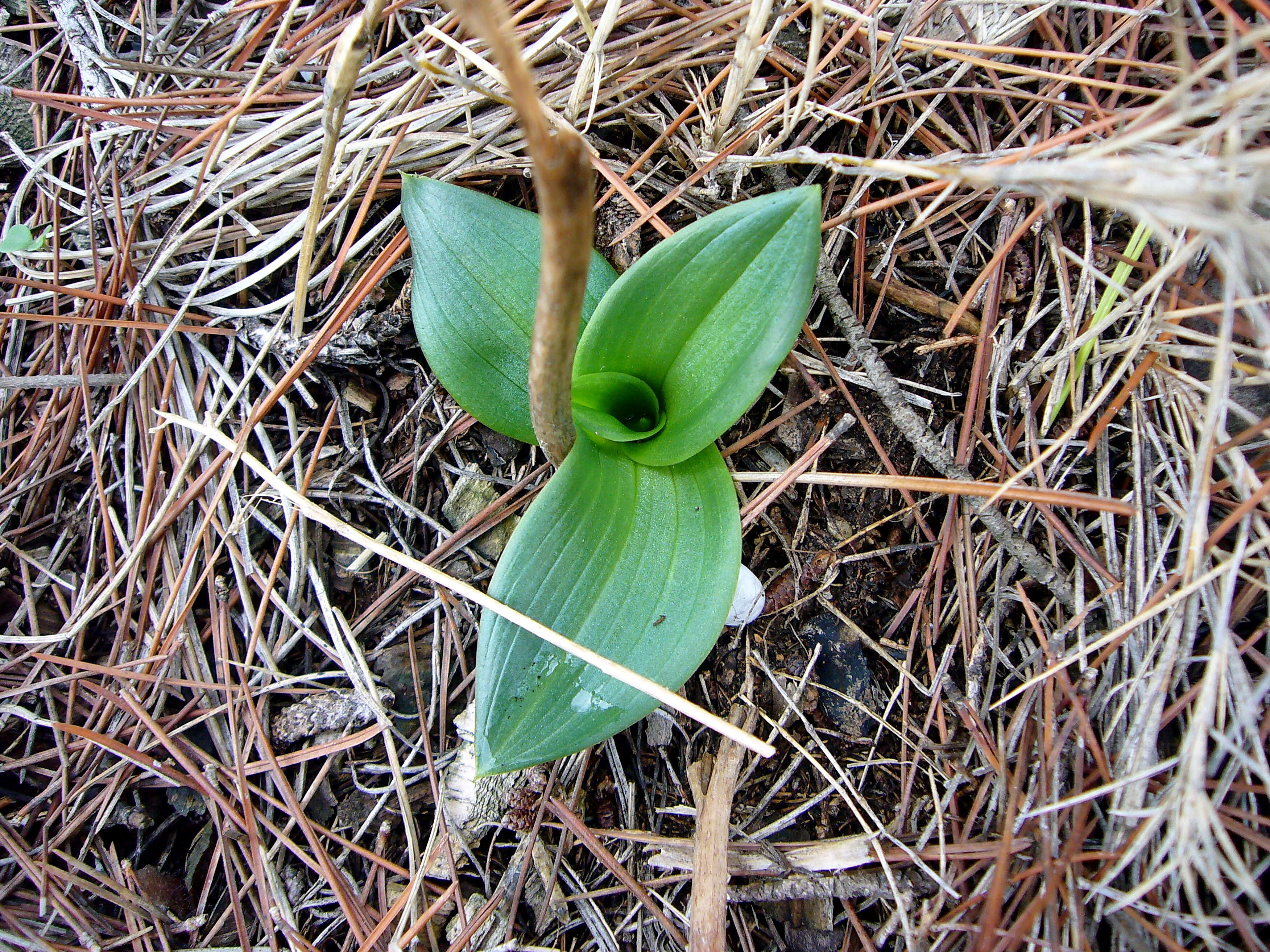 Image of Ophrys