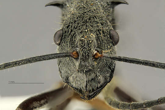 Image de Polyrhachis