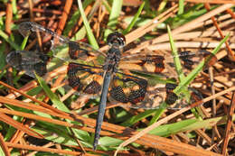 Слика од Celithemis fasciata Kirby 1889