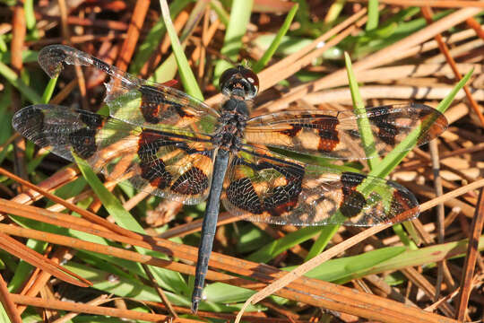 Слика од Celithemis fasciata Kirby 1889