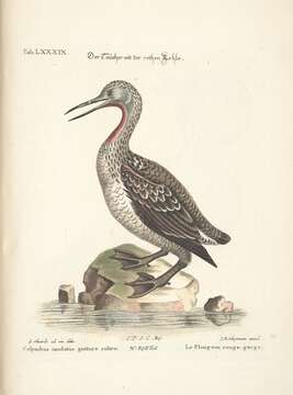 Image of Red-throated Diver