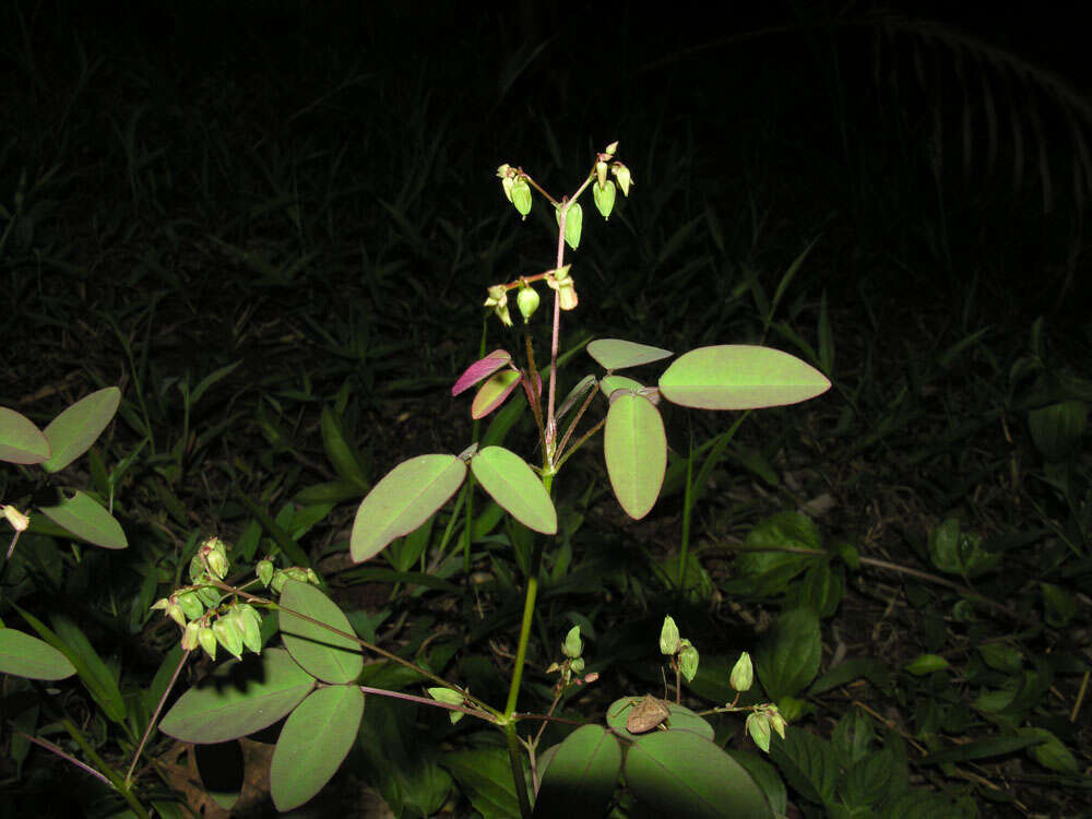 Image of Oxalis microcarpa Benth.