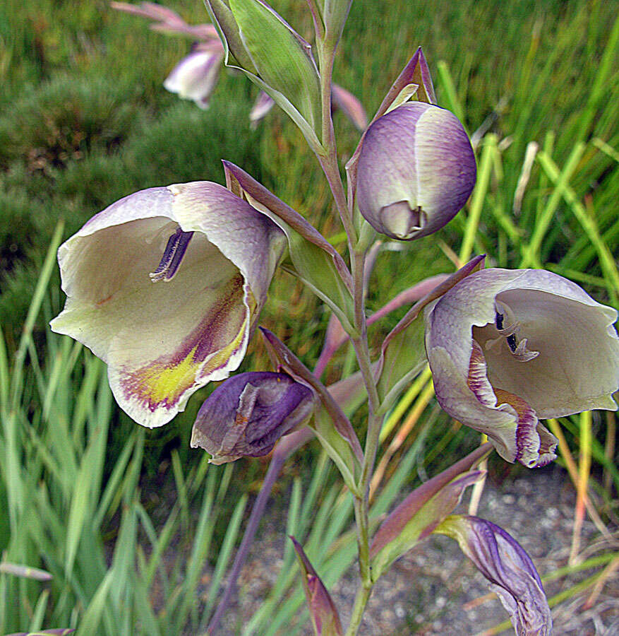 Image of goldblotch gladiolus