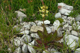 Image of Pedicularis julica E. Mayer