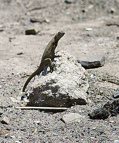 Plancia ëd Microlophus atacamensis (Donoso-barros 1960)