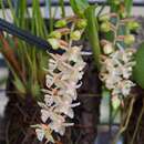 Image of Rattlesnake Orchid