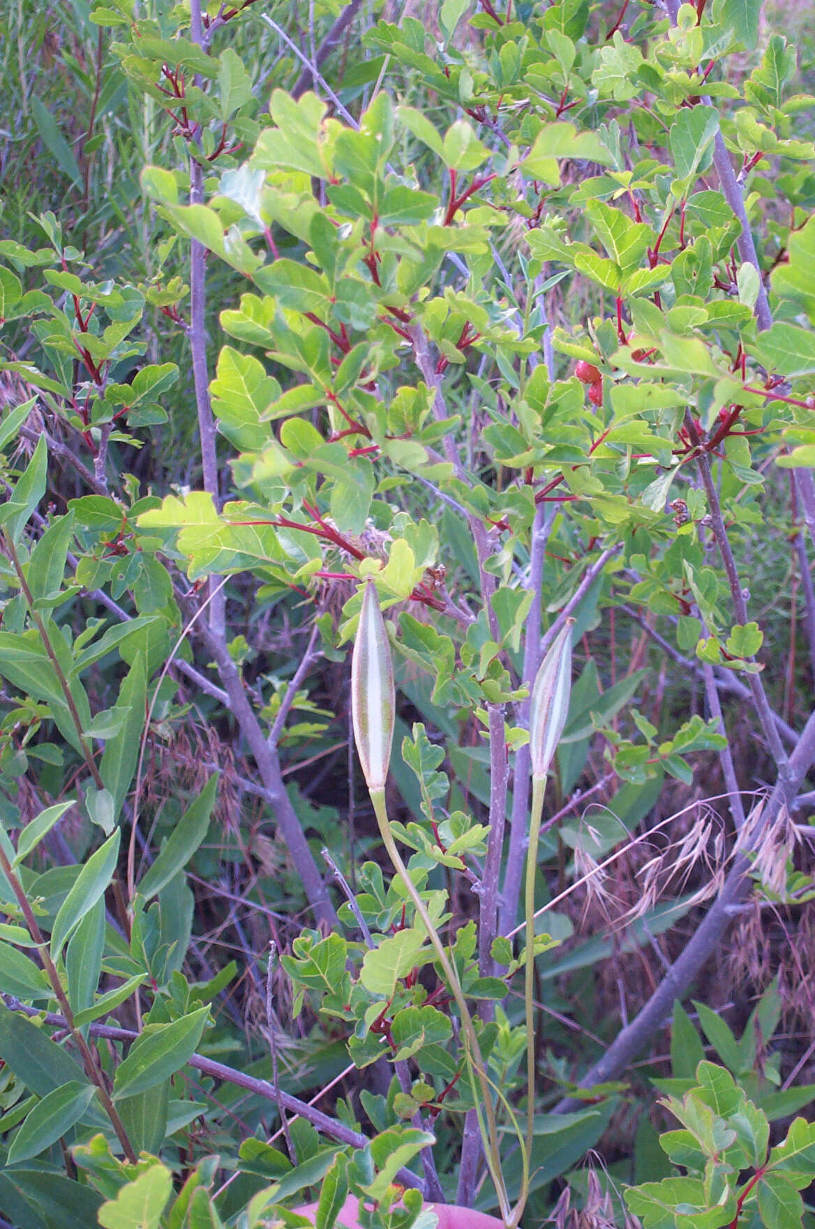 Image of mariposa lily