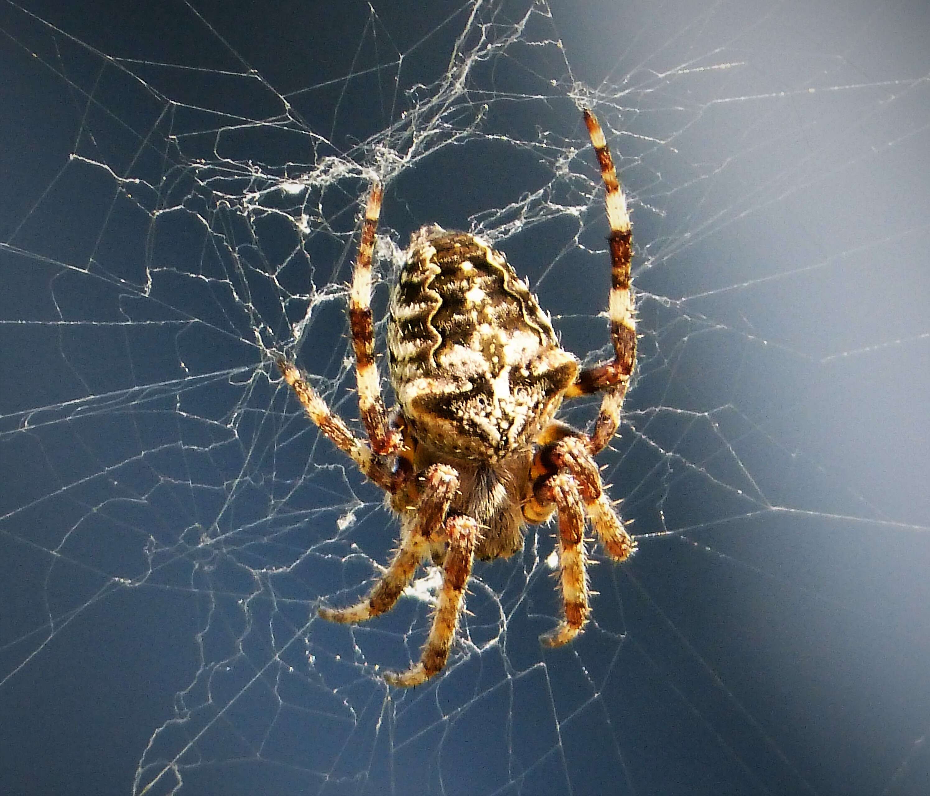 Image of Garden spider