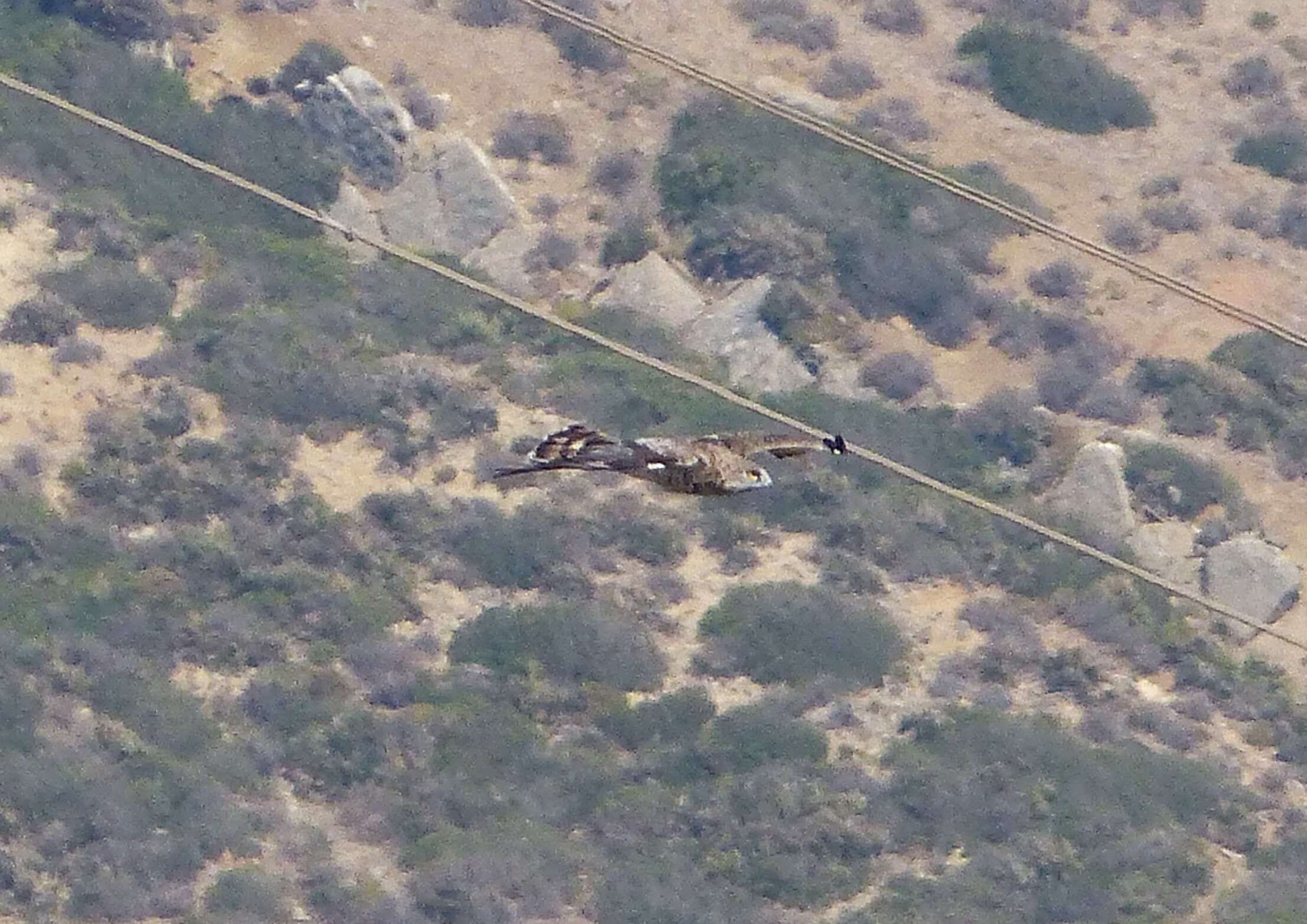 Image of Short-toed Eagle